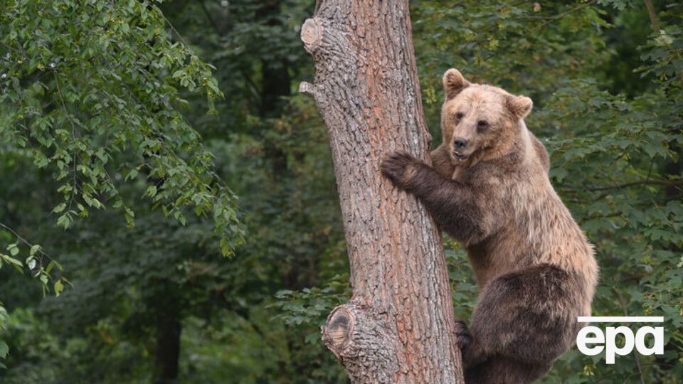 ФСБ запропонувала прирівняти ведмедів до культурних цінностей
