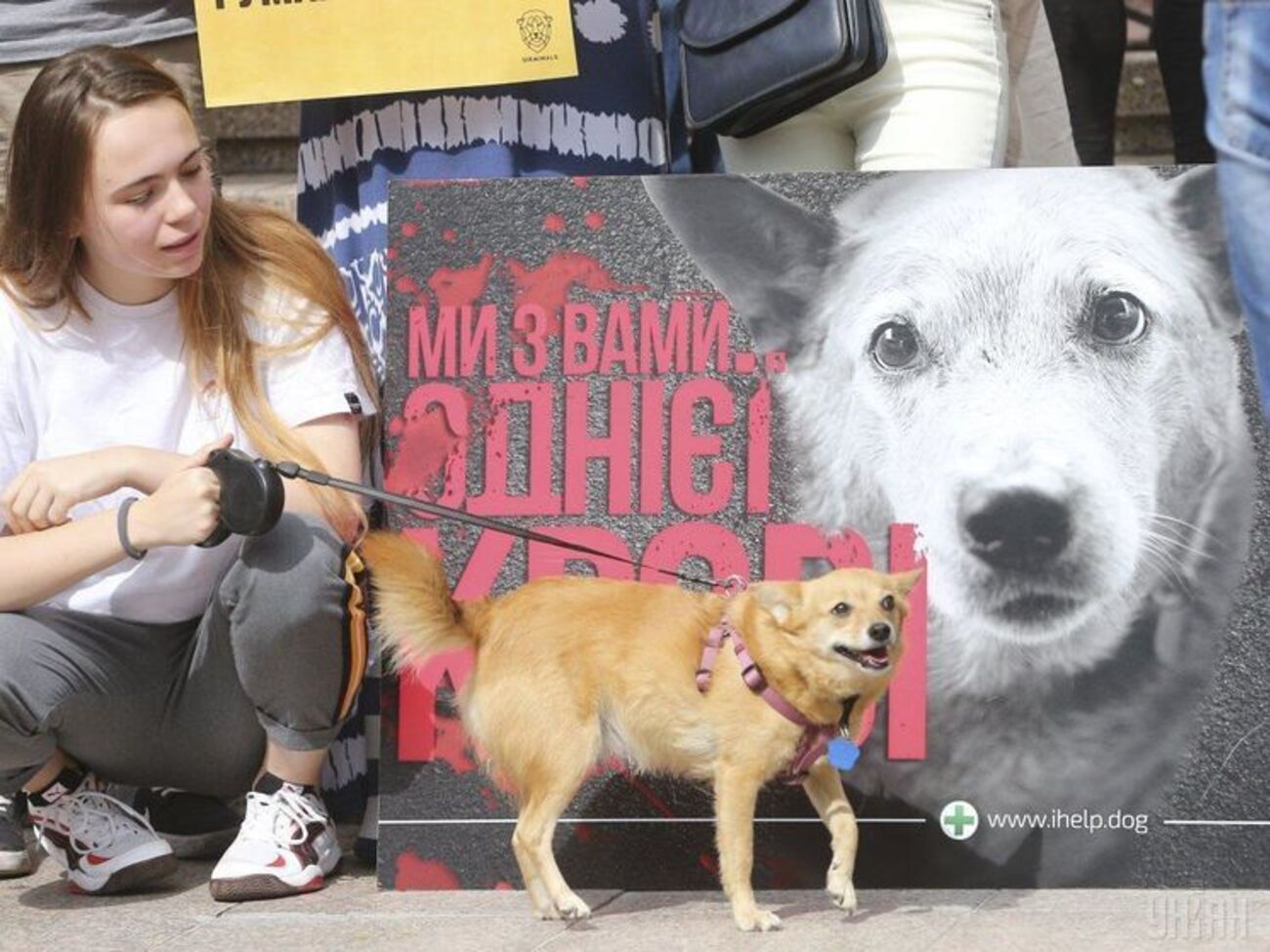 Зоозащитники отреагировали на массовую "эвтаназию" животных в Николаеве