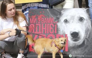 Зоозащитники отреагировали на массовую "эвтаназию" животных в Николаеве