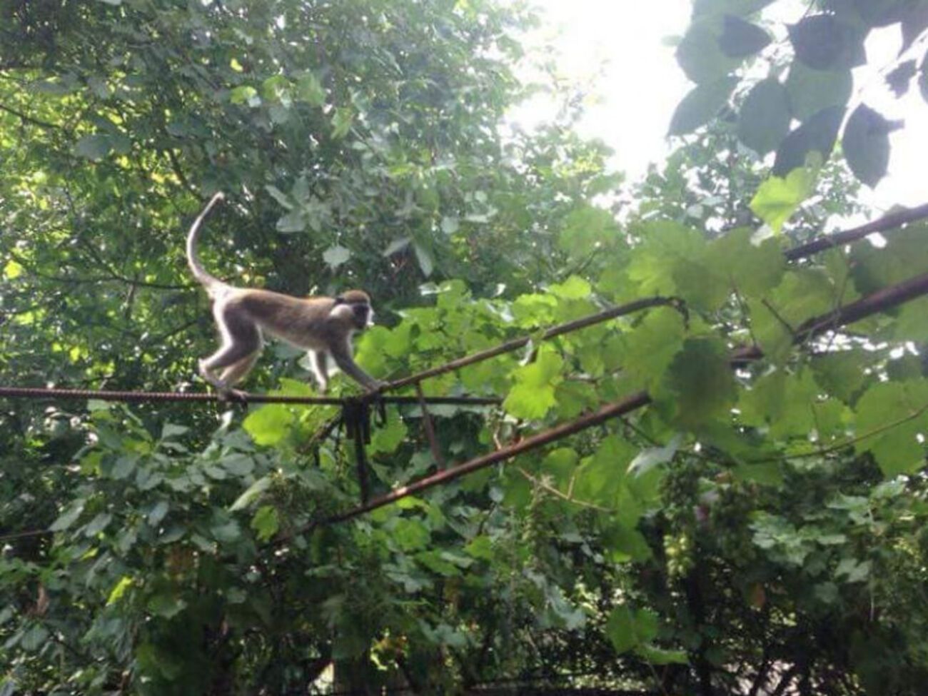 В садовом кооперативе под Одессой поселилась стая обезьян. Фоторепортаж