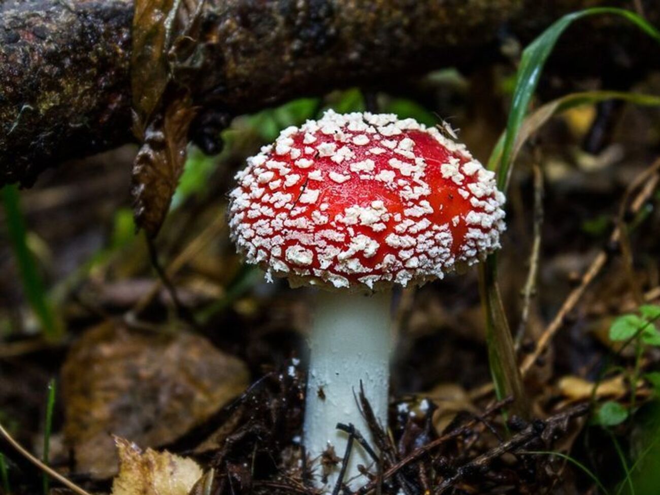 КГГА: Симптомы отравления грибами могут быть разными