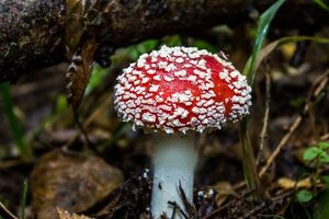 КГГА: Симптомы отравления грибами могут быть разными