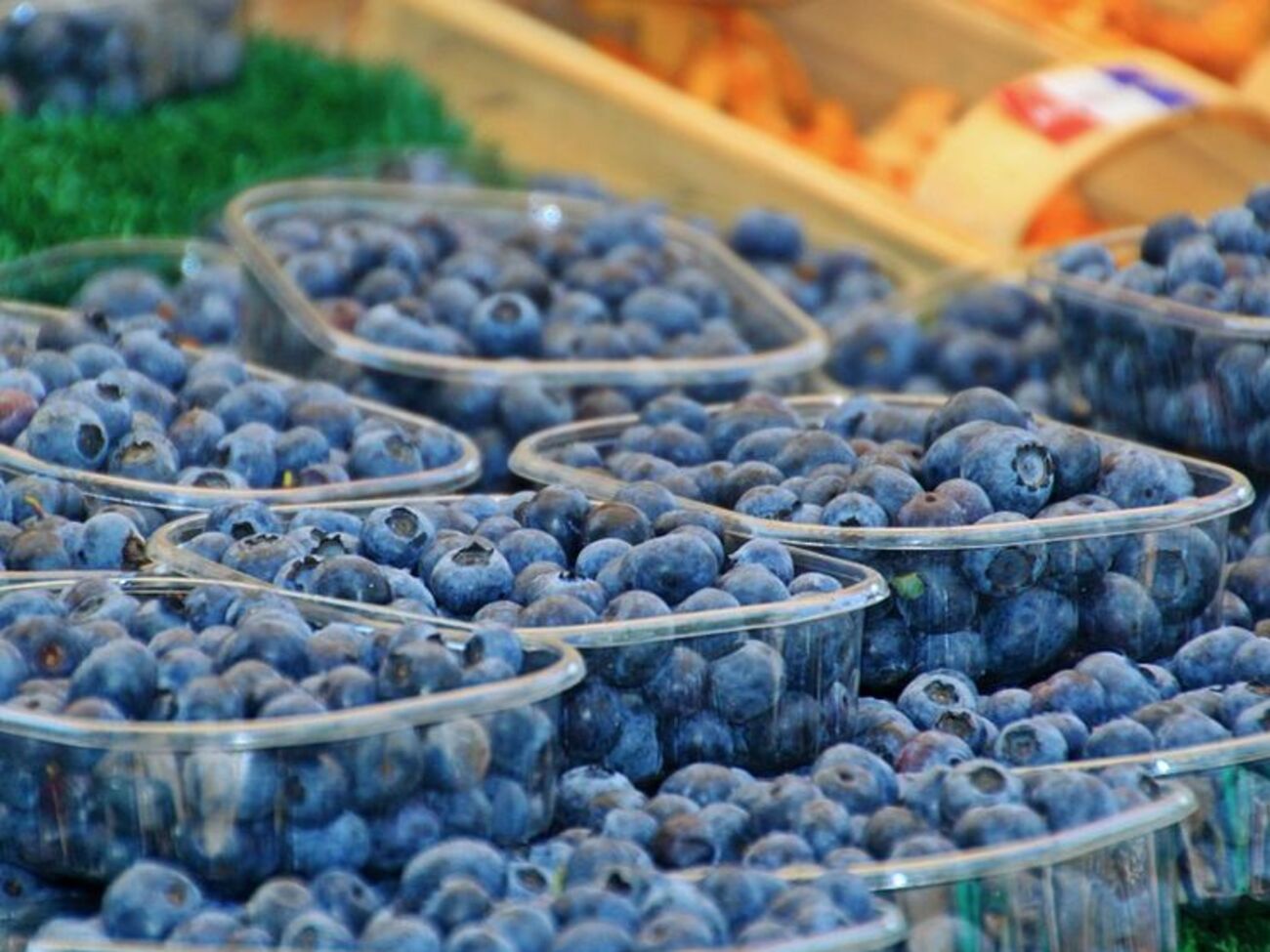 Голубику необходимо собирать чистыми руками