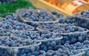 Голубику необходимо собирать чистыми руками