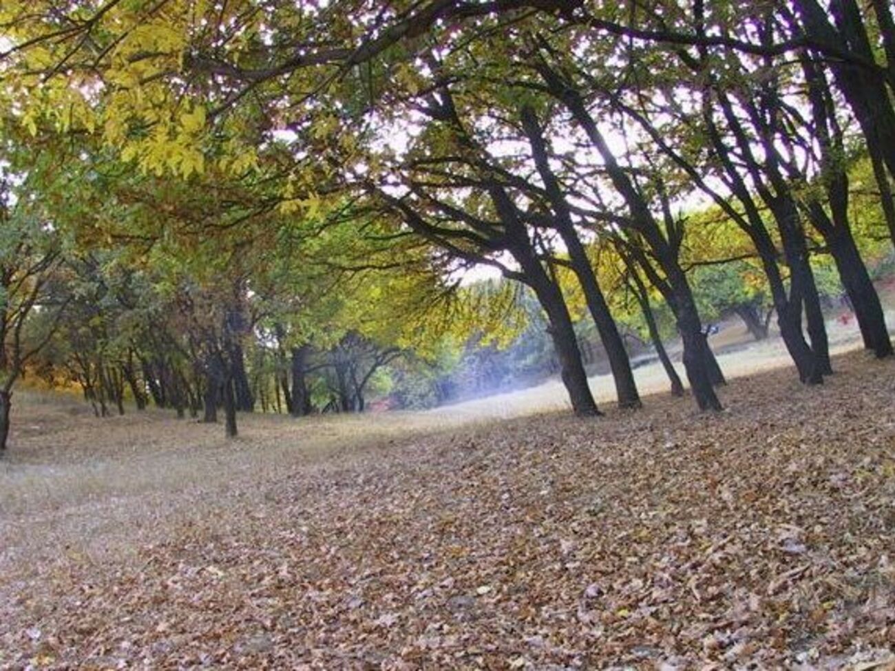 Шершни напали на двух мужчин в урочище Тоннельная балка