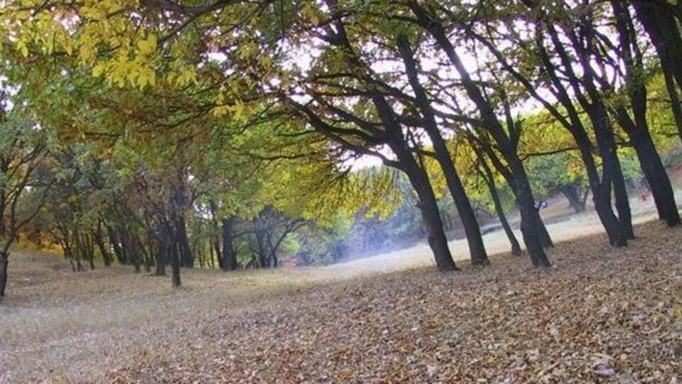 Шершні напали на двох чоловіків в урочищі Тунельна балка