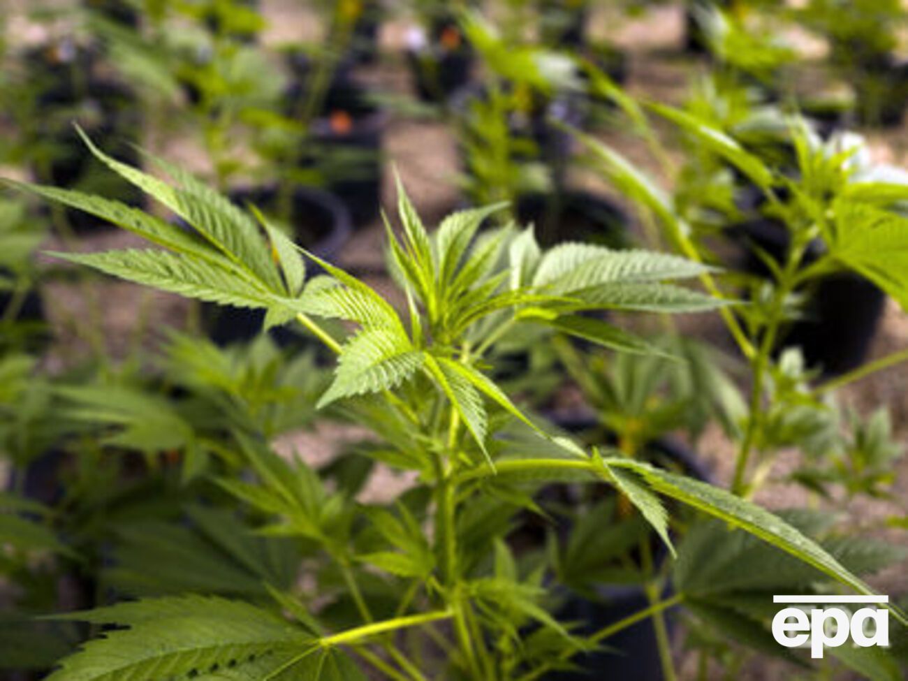 Вред от марихуаны может быть нанесен только самому употребляющему, считают грузинские политики