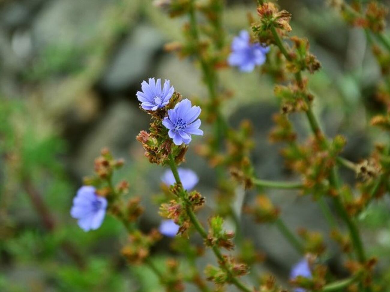 Для приготовления напитка используют не цветы, а корень растения