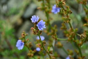 Для приготовления напитка используют не цветы, а корень растения