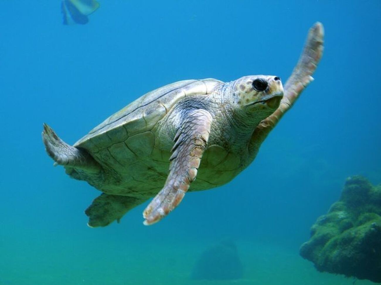 Хозяин черепахи: Фернандо очень спокойный и за три года на свободе не изменился