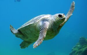 Хозяин черепахи: Фернандо очень спокойный и за три года на свободе не изменился