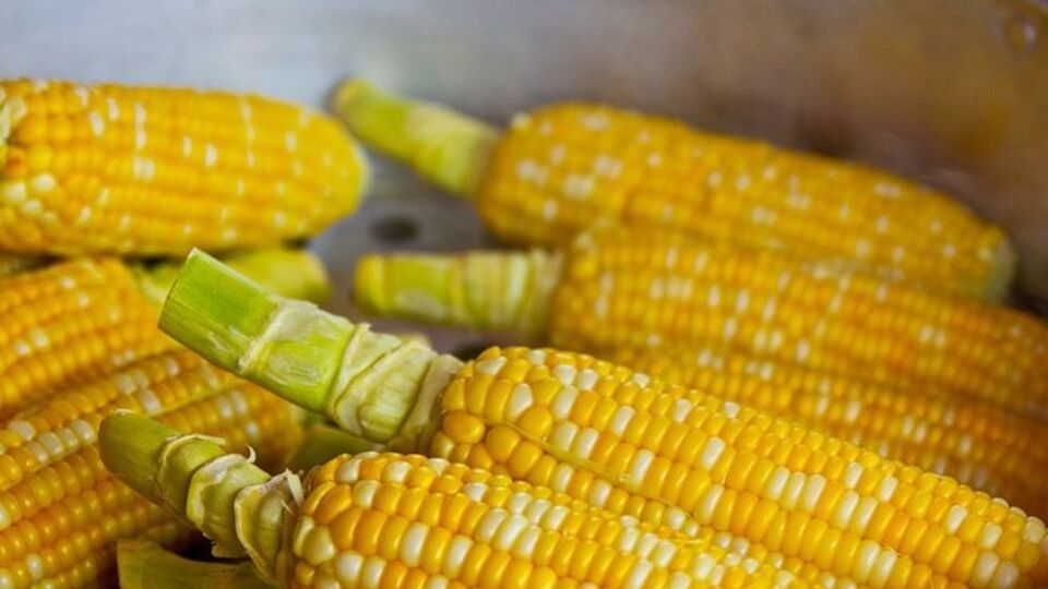 Кукурудза – рослина із древньою історією