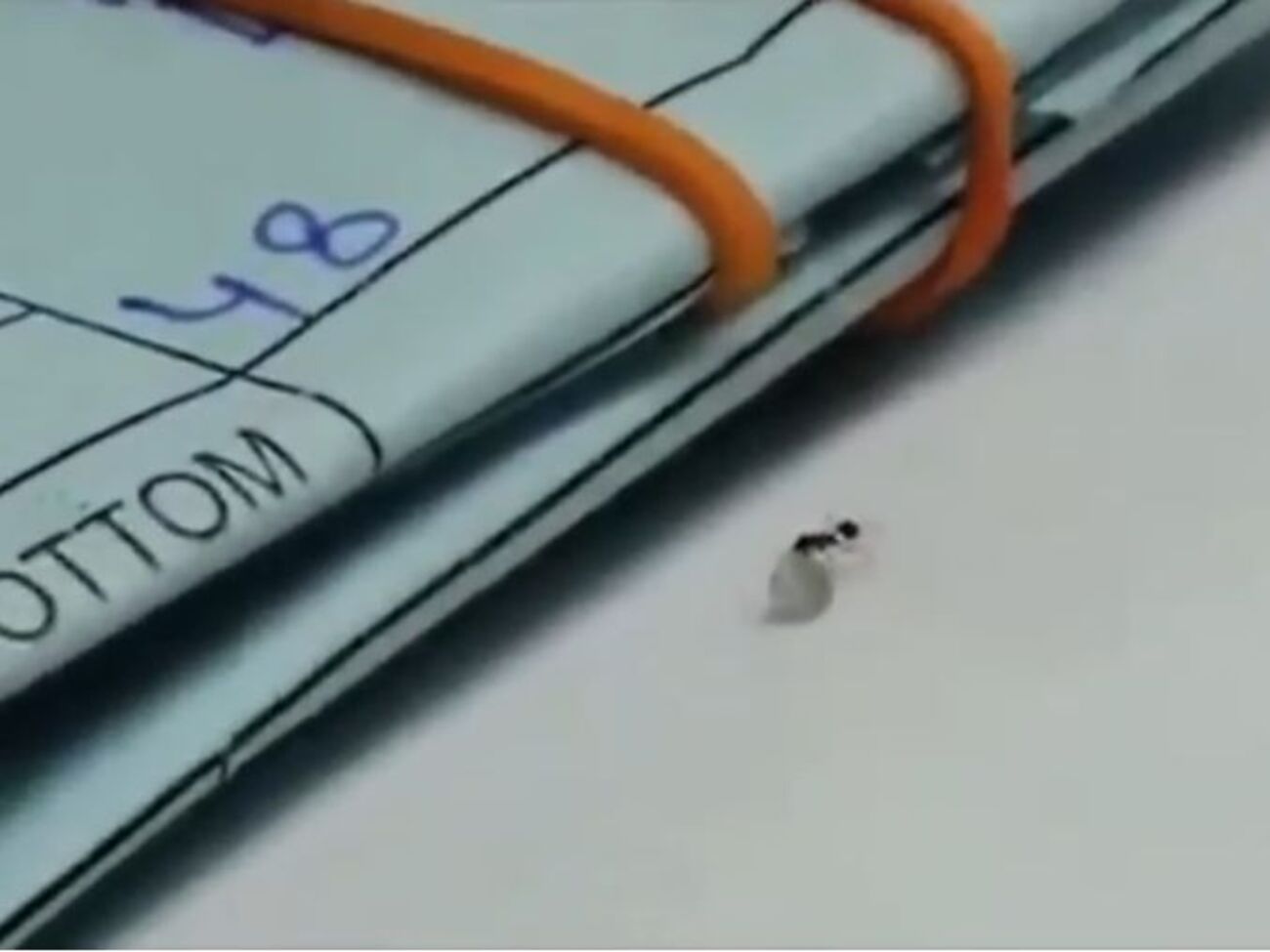 Муравей взял бриллиант больше своего веса