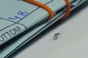 Муравей взял бриллиант больше своего веса