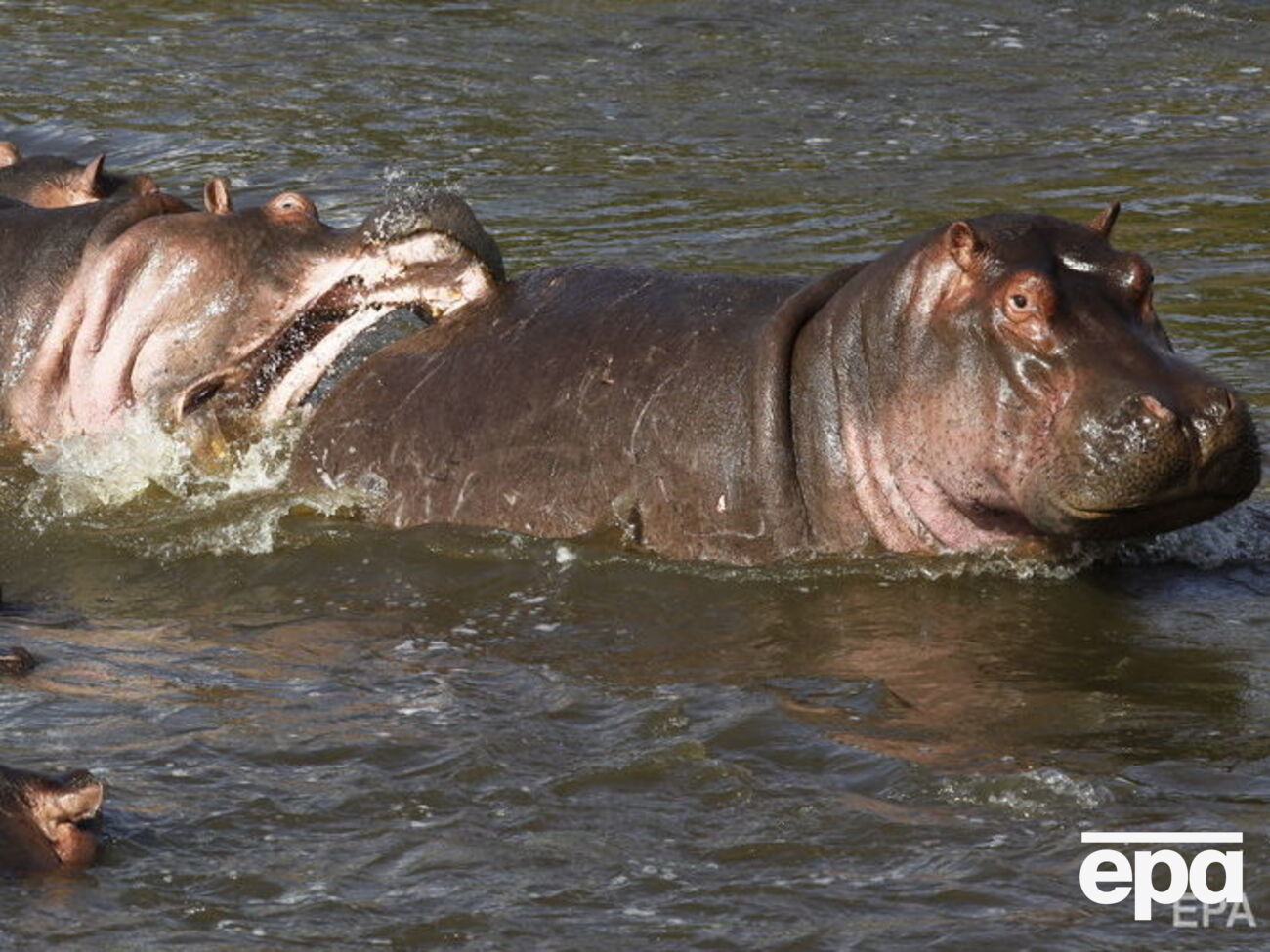 Очевидці сказали, що туристи підійшли занадто близько до тварини