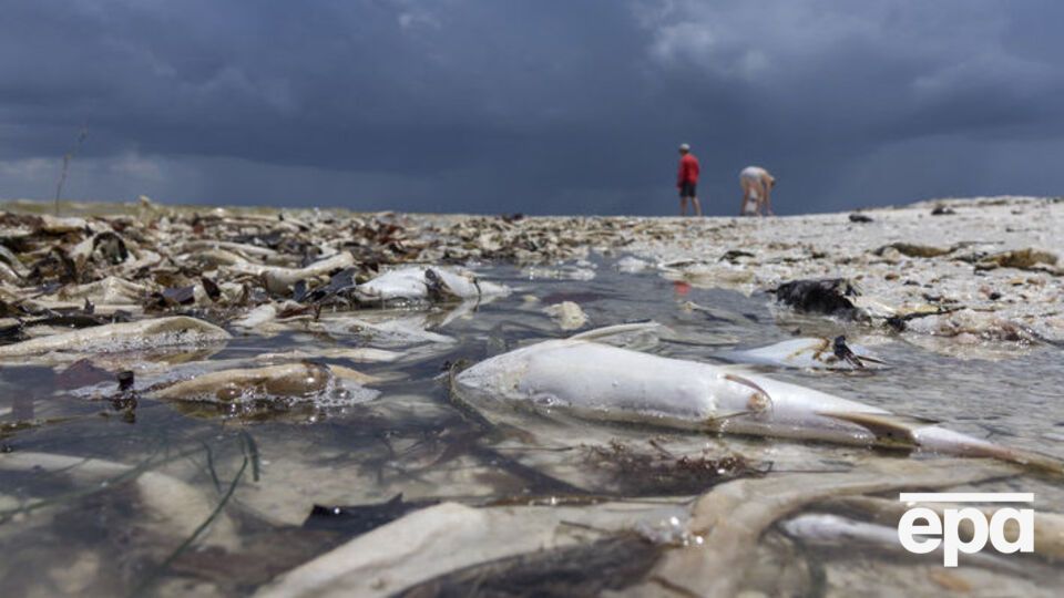 Из-за токсичных водорослей гибнет рыба
