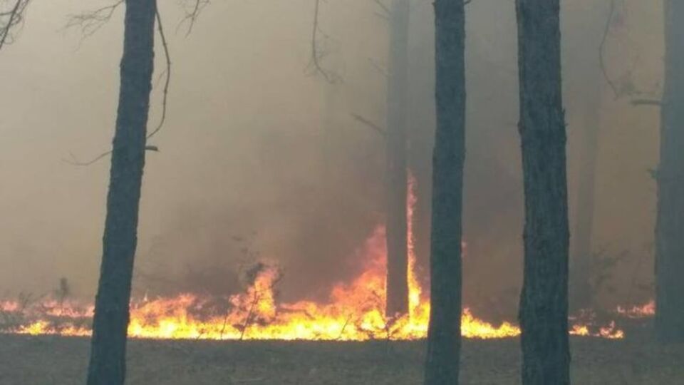 Площа загоряння становила 3 га