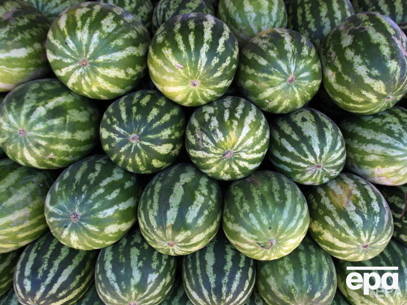 Арбузы должны доставить в Киев 10 августа