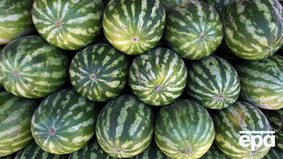 Кавуни мають доставити до Києва 10 серпня