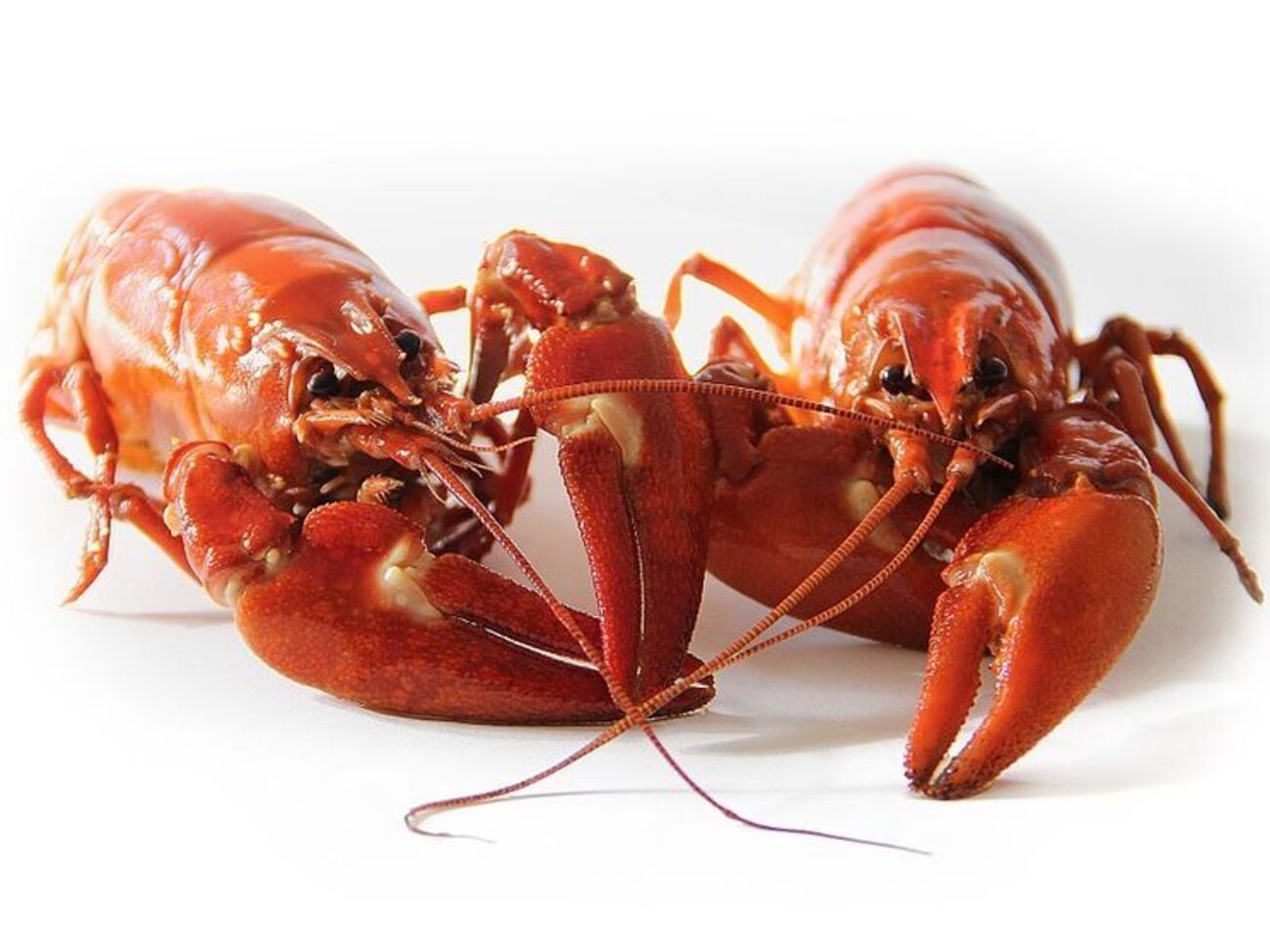 Членистоногих традиционно варят живьем