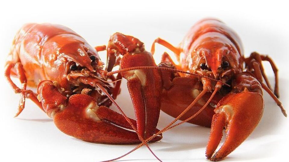 Членистоногих традиционно варят живьем