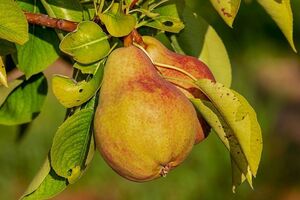 Груши стимулируют выработку эндорфинов