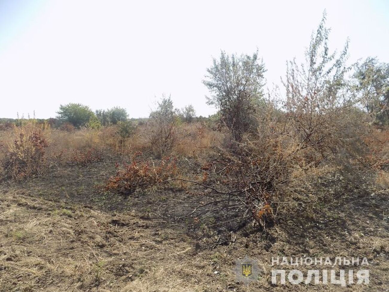 Виноградники розташовані недалеко від села Шабо Одеської області
