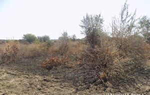 Виноградники розташовані недалеко від села Шабо Одеської області