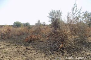 Виноградники находятся недалеко от села Шабо Одесской области