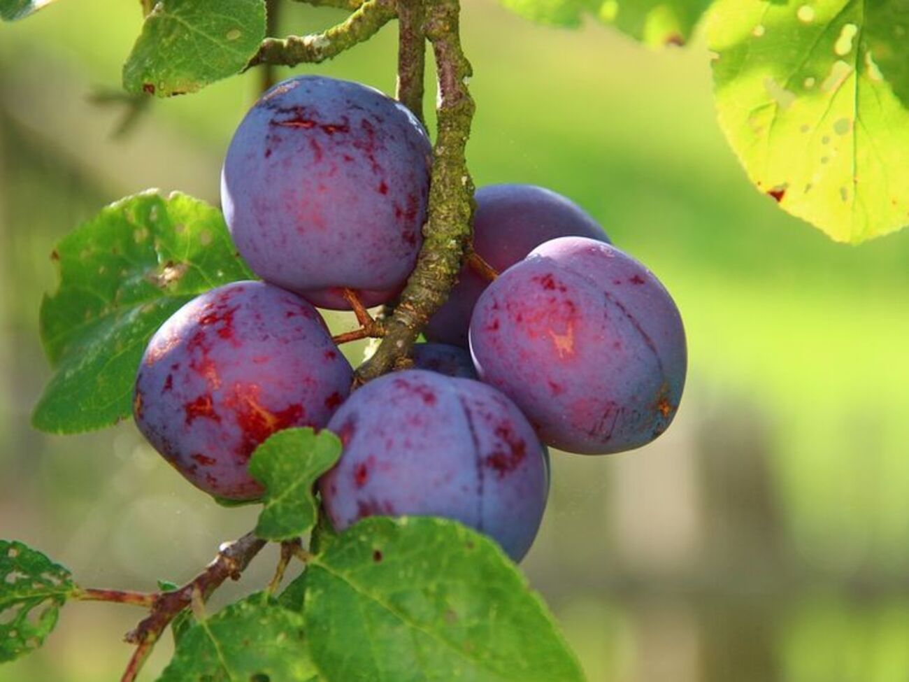Сливы&nbsp;&ndash; кладезь витаминов