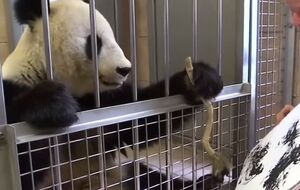 Панда малює після годування