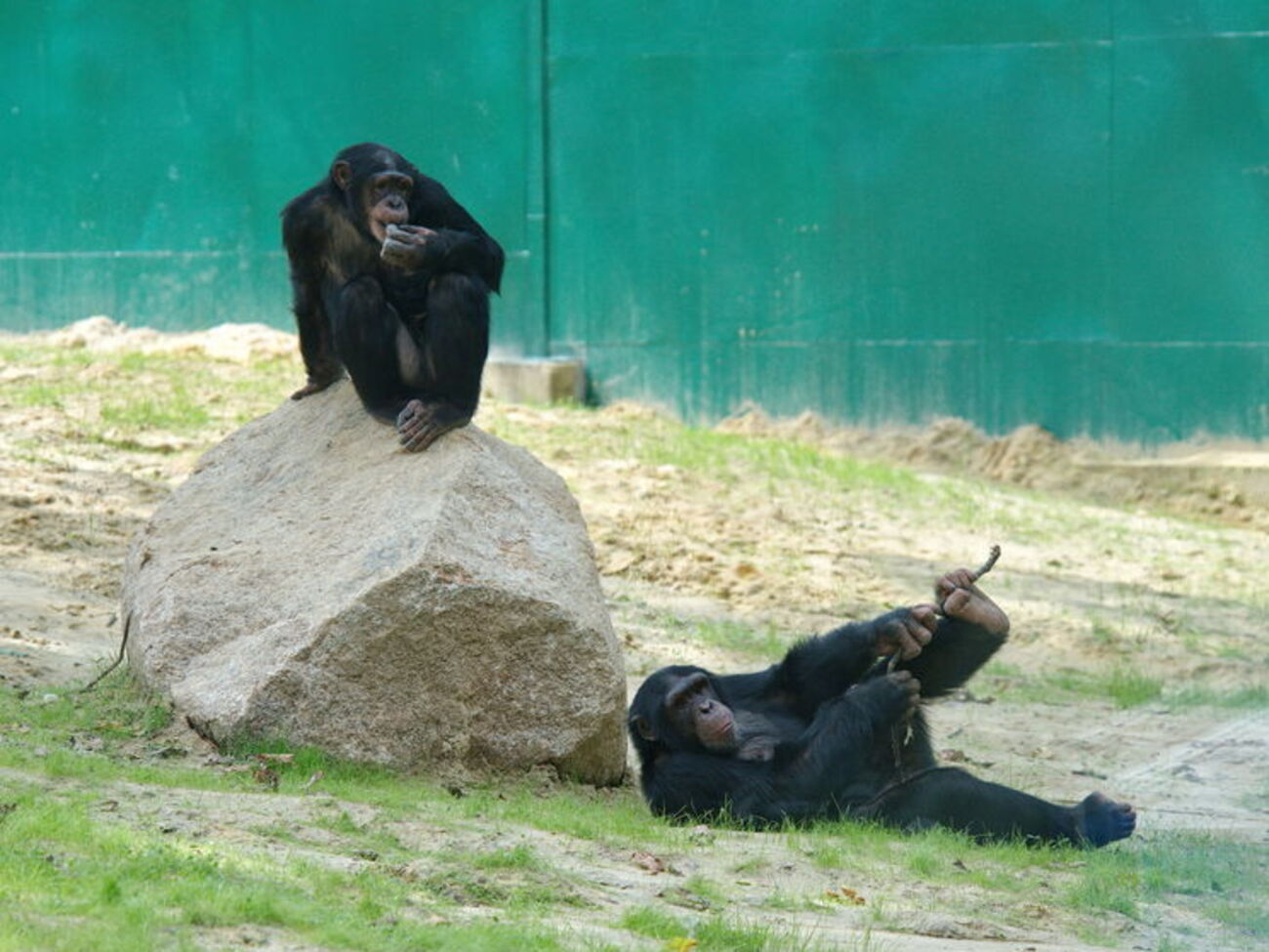 Відкритий у "Фельдман Екопарк" вольєр для людиноподібних мавп на сьогодні найбільший в Україні