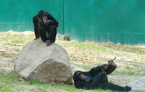 Открытый в "Фельдман Экопарк" вольер для человекообразных обезьян на сегодня самый большой в Украине