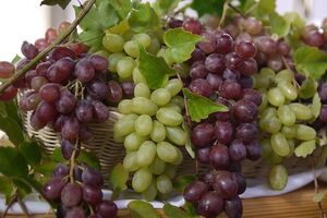 Виноград обеспечивает профилактику заболеваний сердца, щитовидной железы и предотвращает появление опухолей