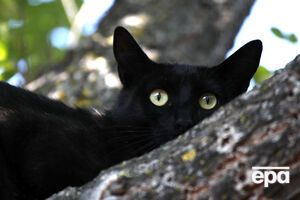Защитники окружающей среды жалуются, что коты уничтожают редких птиц