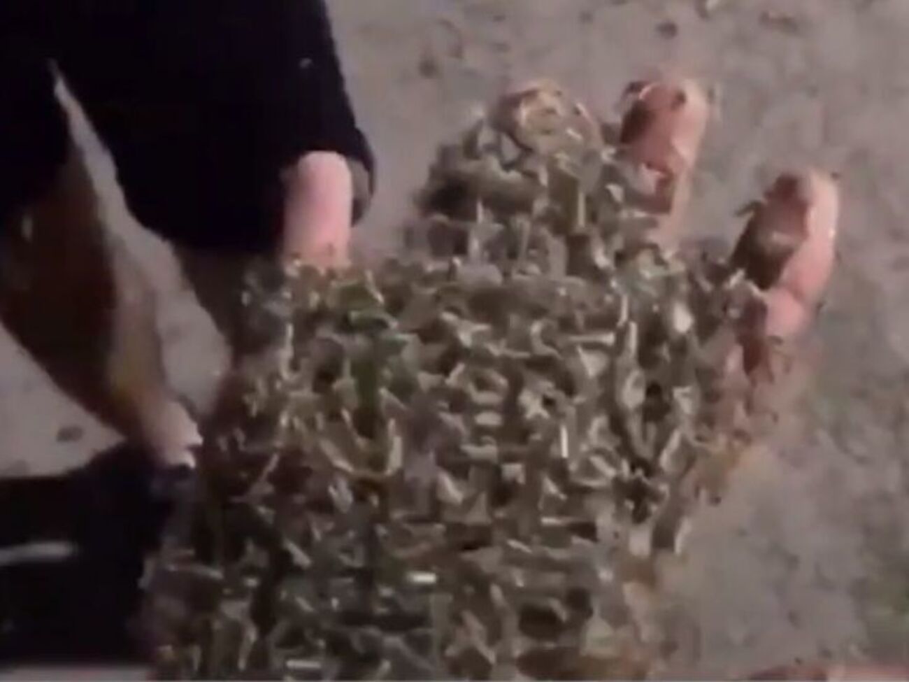 У Таганрозі нашестя комарів