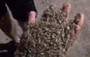 У Таганрозі нашестя комарів