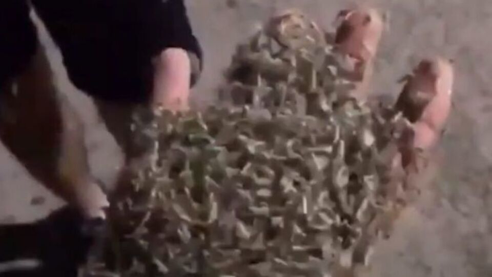 У Таганрозі нашестя комарів