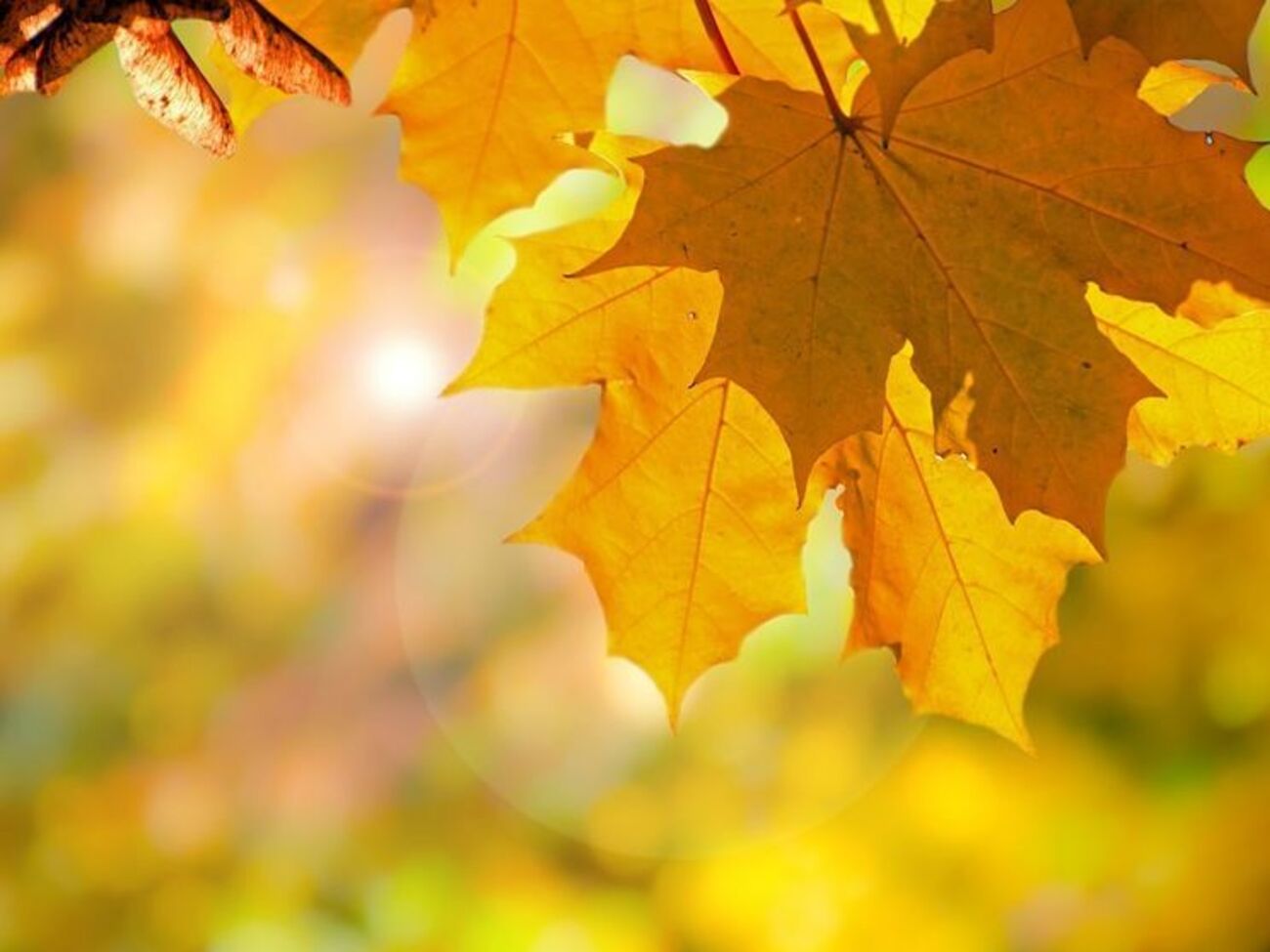 Першими днями осені в Україні буде тепло