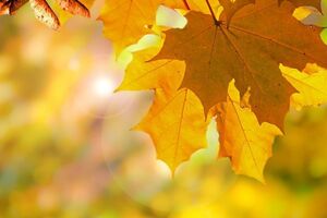 Першими днями осені в Україні буде тепло