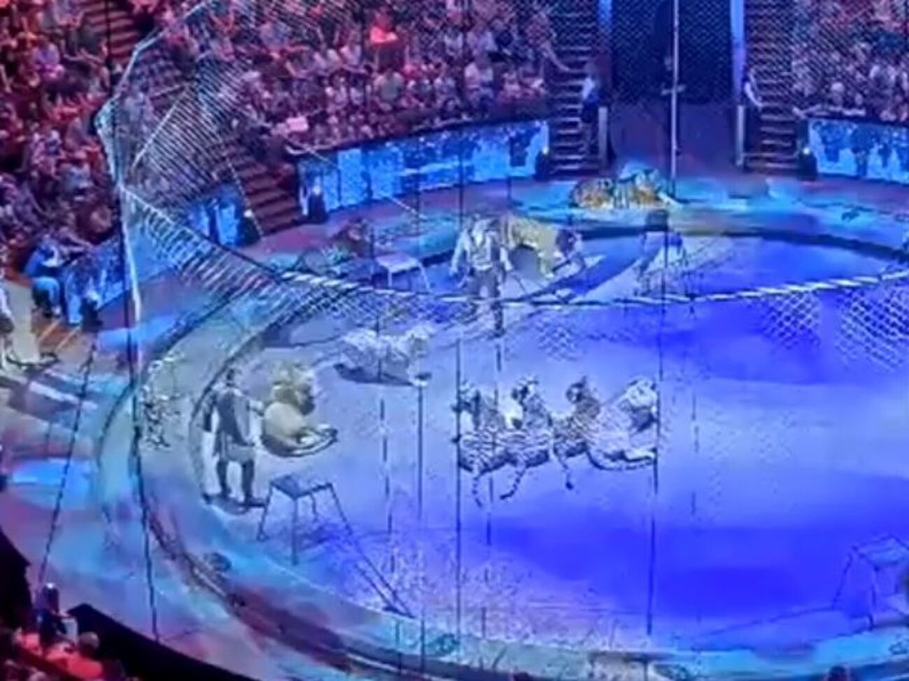 Дресирувальник Запашний: Був упевнений, що зараз вона мене порве!