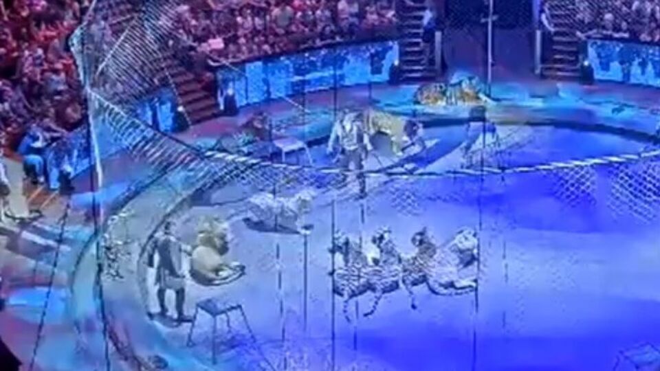 Дрессировщик Запашный: Был уверен, что сейчас она меня порвет!