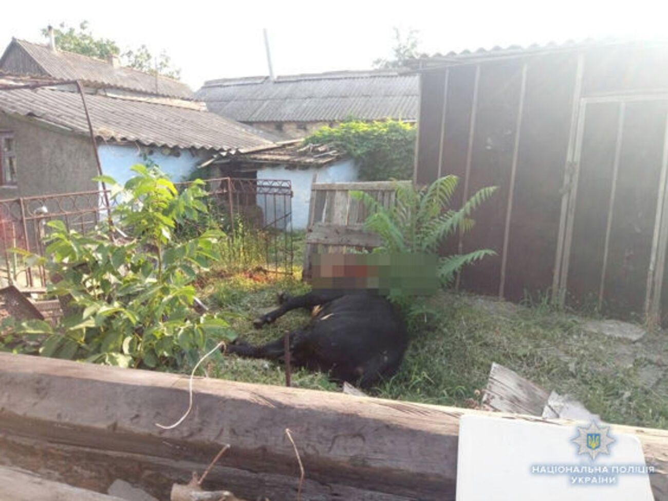 Бика застрелили