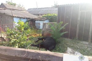 Бика застрелили