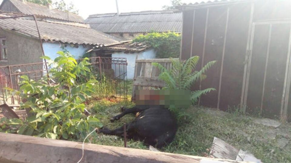 Бика застрелили