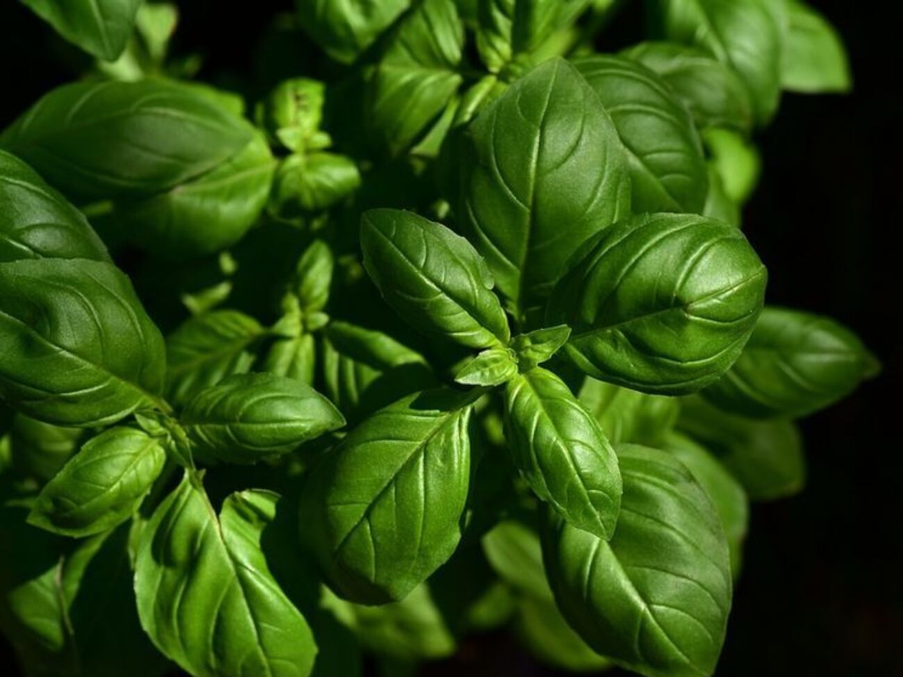 Базилік потрібно вживати дозовано