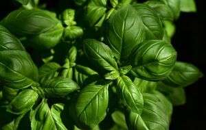 Базилік потрібно вживати дозовано