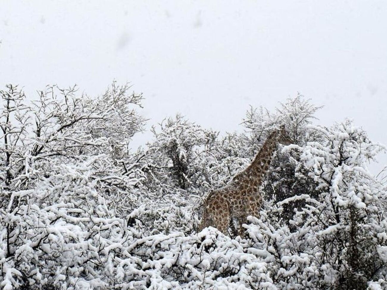 Територію заповідника засипало снігом