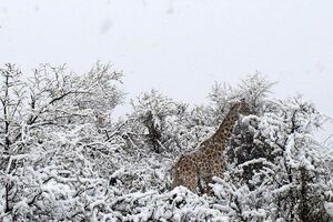 Територію заповідника засипало снігом