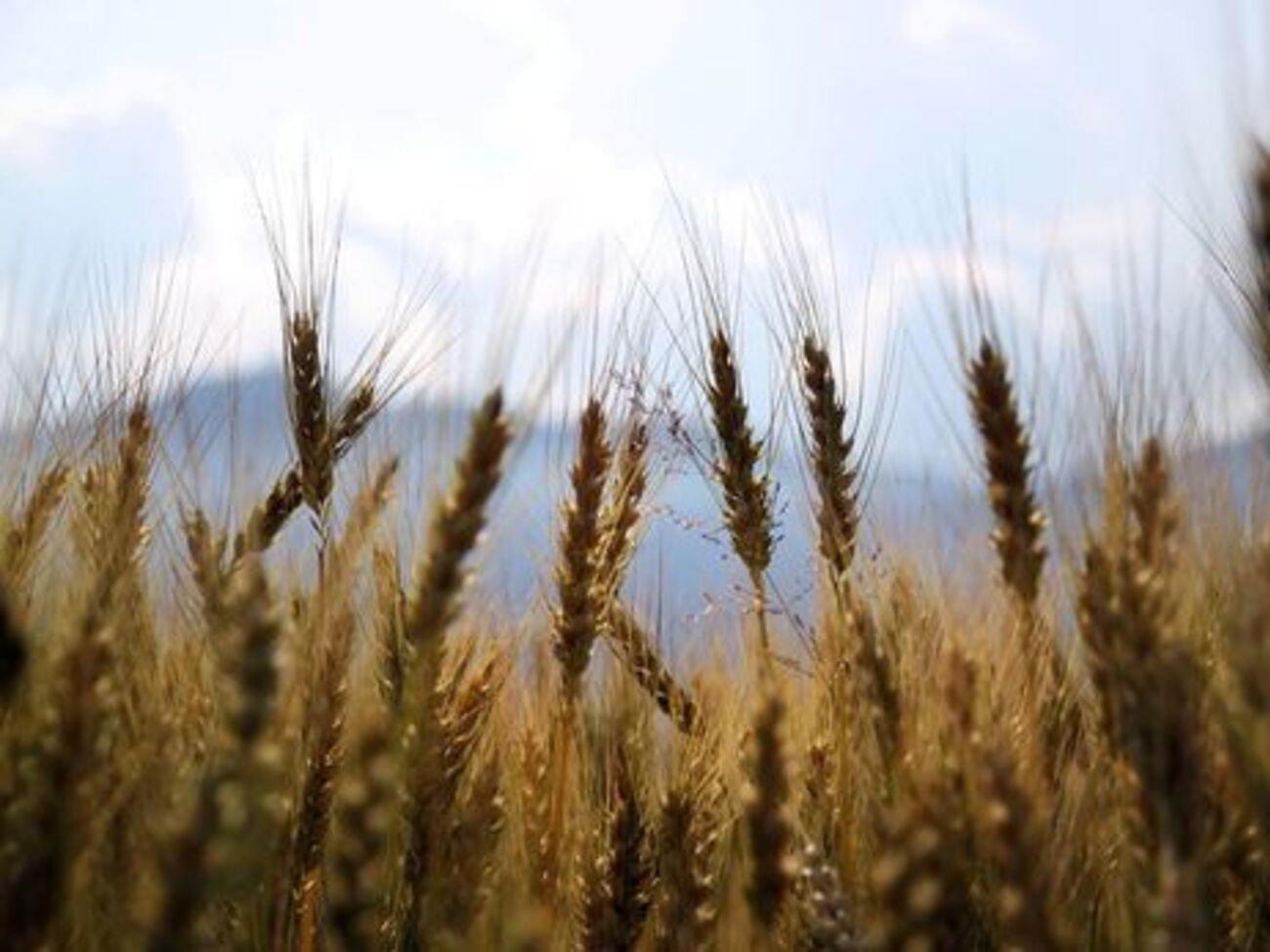 У сезоні 2017/18 років в Україні вперше протягом останніх п'яти років сталося падіння експорту зерна